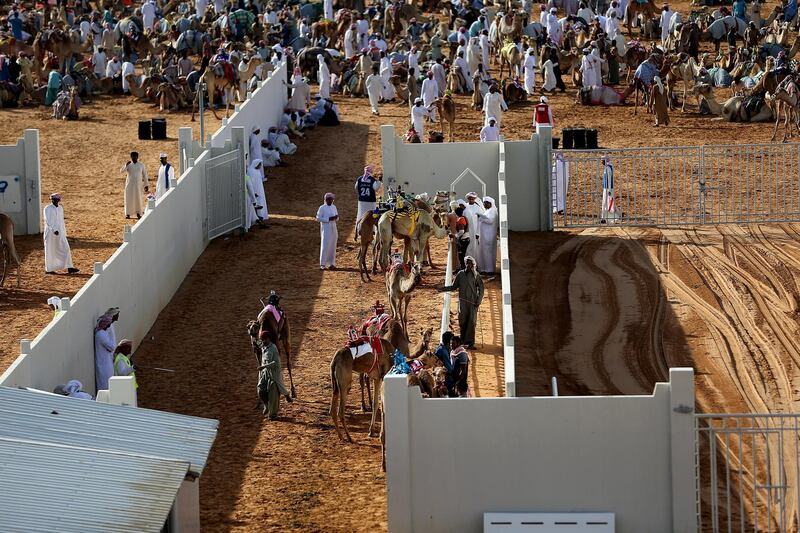 Dubai, April, 06, 2019: Camels participate on the first day of the Marmoom season finals for the camel racing season at Al Marmoom Heritage Village in Dubai. Satish Kumar/ For the National / Story by Anna  Zacharias