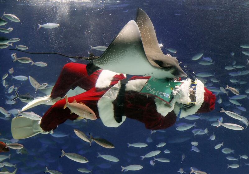 A diver wearing Santa Claus clothes feeds rays and fishes for a special underwater season show at Sunshine Aquarium in Tokyo, Japan. Kimimasa Mayama / EPA