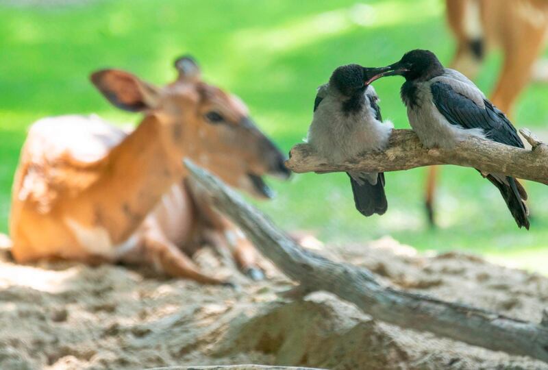 A picture taken shows birds on a tree in front of a Nyala gazelle at an enclosure at the Schoenbrunn zoo in Vienna Austria. AFP