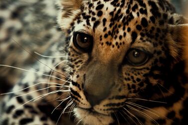 Arabian Leopard Baby Cub at 5 mos (6) - Photo Credits to Aline Coquelle