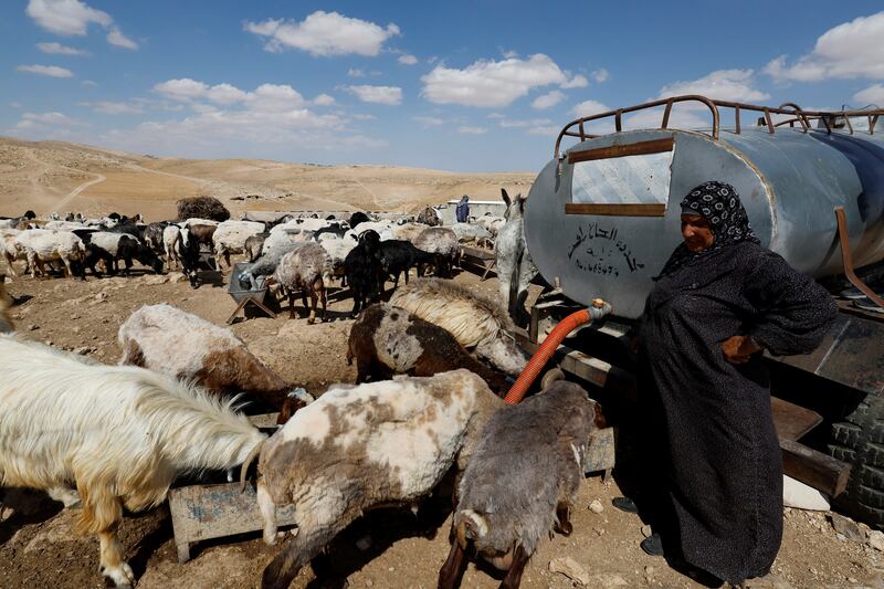 A Palestinian woman gives water to her livestock in Masafer Yatta. After the Supreme Court's decision, she does not know for how much longer it will be home.