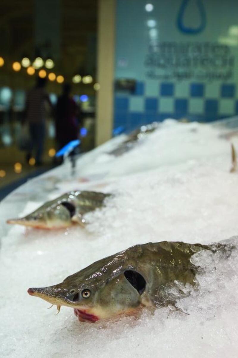 The fish market is operated by the Abu Dhabi Fisherman’s Cooperative Society, which also operates Mina Fish Market. Mona Al-Marzooqi / The National