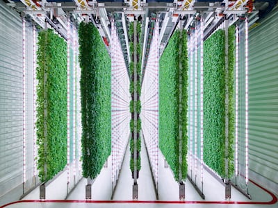 The grow room at Plenty Farms South San Francisco. Walmart in 2022 became the first large US retailer to significantly invest in indoor vertical farming. AP