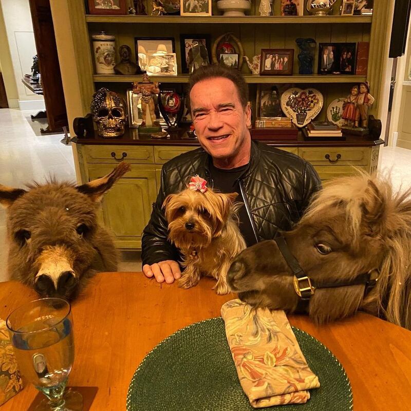 Arnold Schwarzenegger: The Hollywood action star and former Governor of California has a pet donkey called Lulu and a miniature pony named Whiskey who, along with his more traditional domestic pet, his dog Cherry, like to join their master at the dining table for treats. Instagram