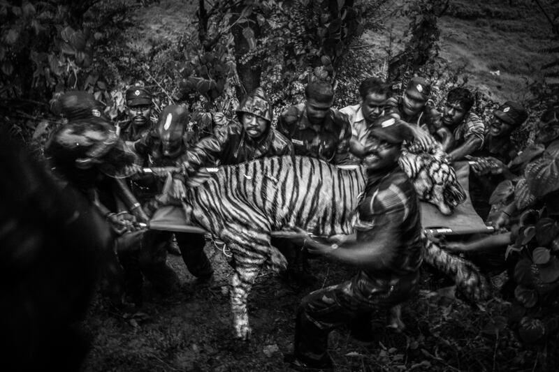 Long-Term Projects winner, Asia: 'Boundaries: Human-Tiger Conflict', by Senthil Kumaran, India.