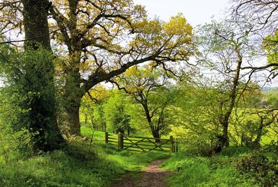 G1119X Country lane at Flatford, Dedham Vale, Essex, England UK