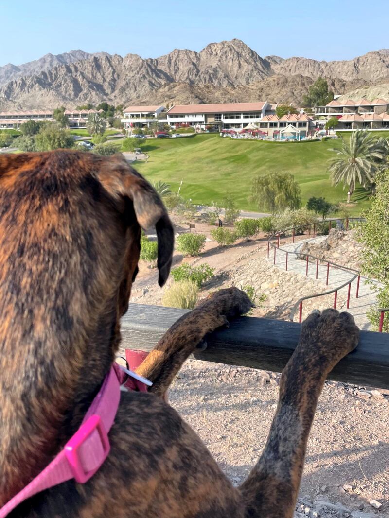 Dogs can enjoy views of the surrounding mountains, with plenty of grassy lawns.