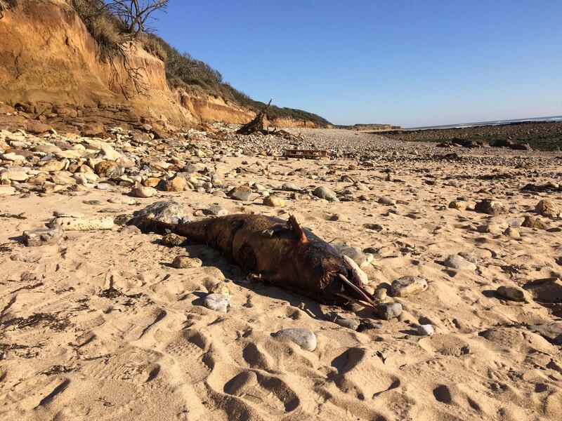 This photo taken on Feb.13, 2019 and provided by the Observatoire Pelagis shows a dead dolphin on a shore of Jard sur Mer on the Atlantic coast, western France. France has been shaken into action after a record number of dead dolphins have washed up on the countryâ€™s Atlantic coast this year, many clearly victims of industrial fishing.  (Willy Dabin, Observatoire Pelagis/CNRS/Universite de la Rochelle via AP)