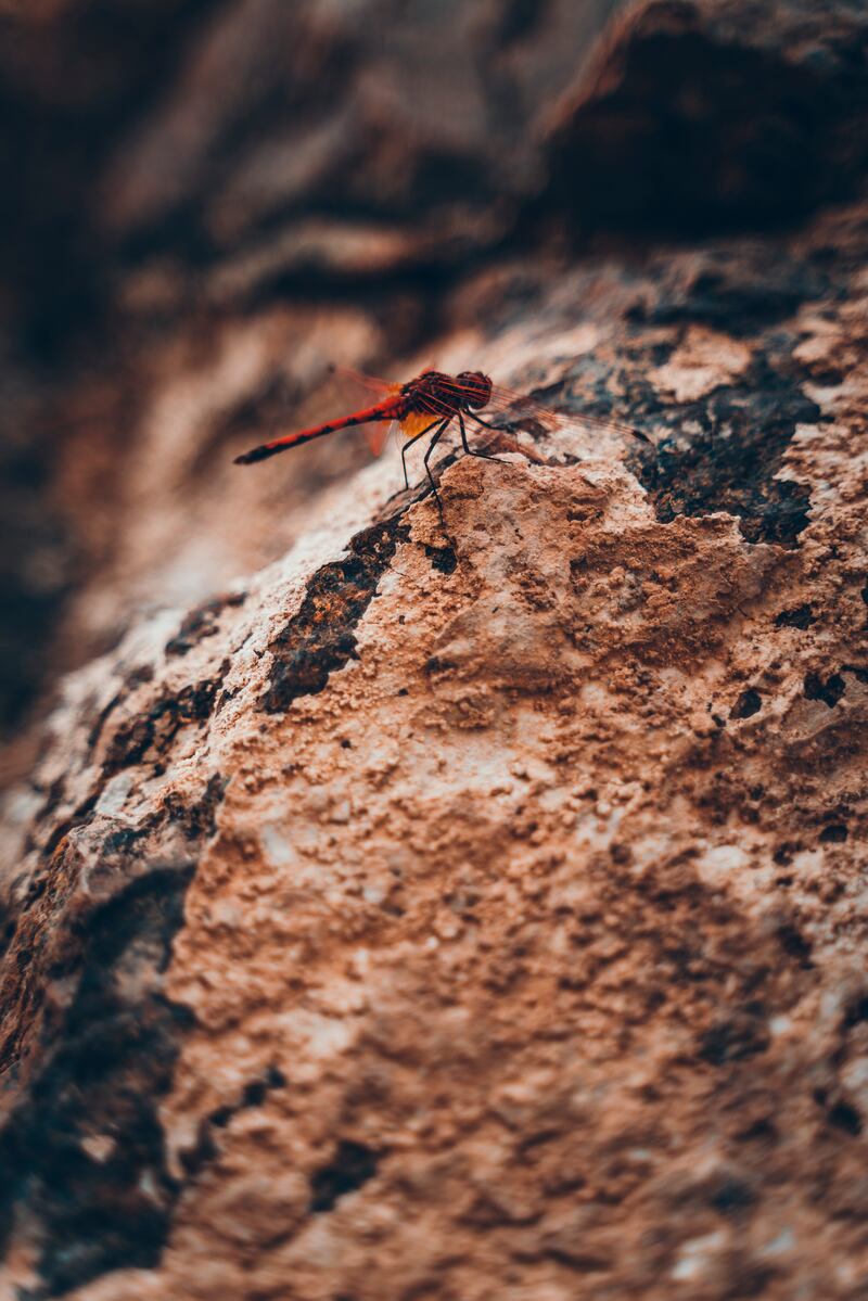 Wadi Abadilah, Fujairah. Photo: Kareem Mazhar