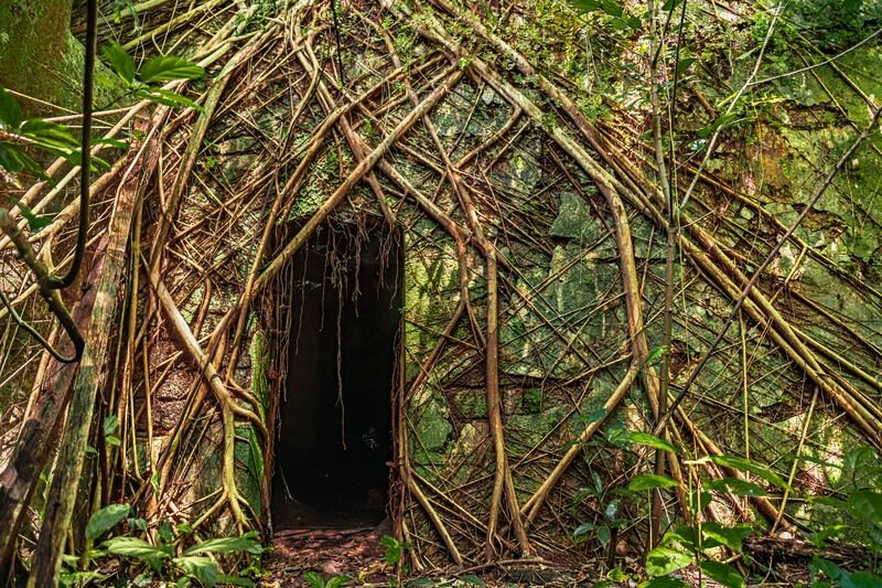 Gold medal, Plants and Fungi: abandoned house, Goa, India, by Gautam Kamat Bambolkar, US.