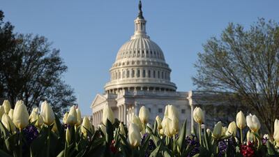 White tulips bloom across Constitution Avenue in front of the US Capitol building in Washington, DC. Getty