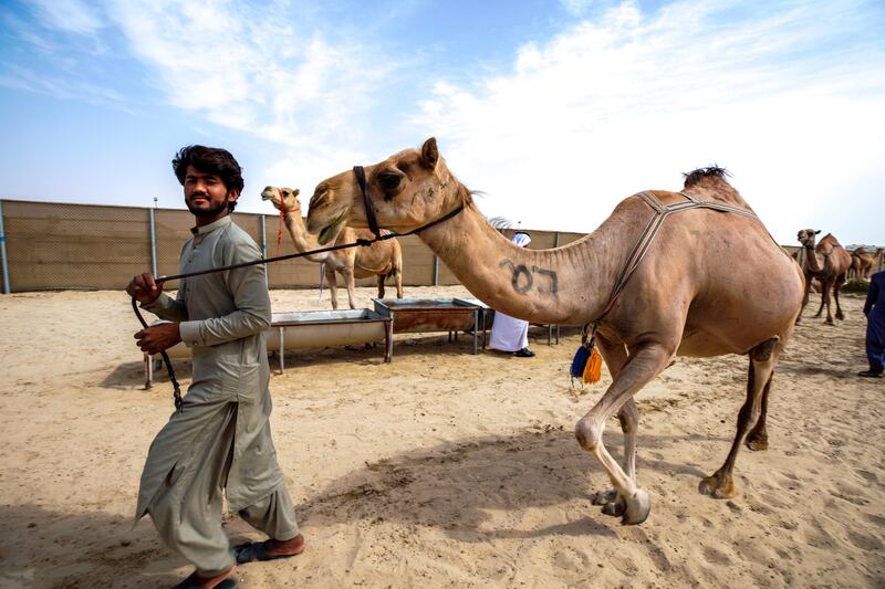 Camels are brought to the milking area before the Al Wathba Milking Competition at the Sheikh Zayed Heritage Festival. All photos: Victor Besa / The National