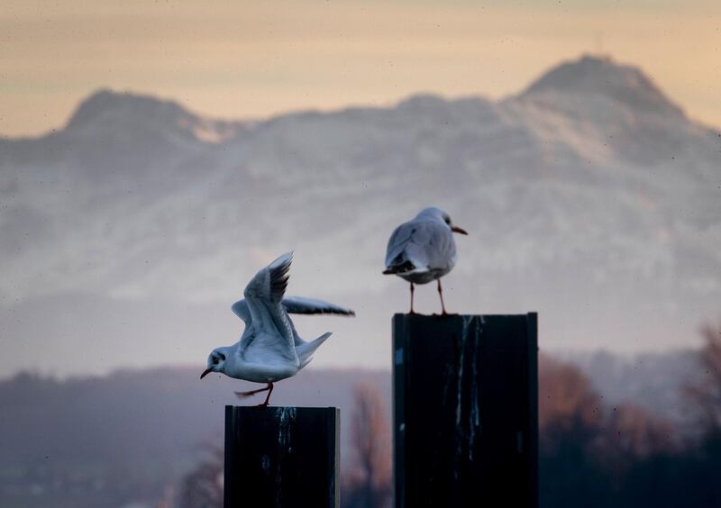 Two seagulls sit on poles in the harbor of Constance, Germany. AP Photo