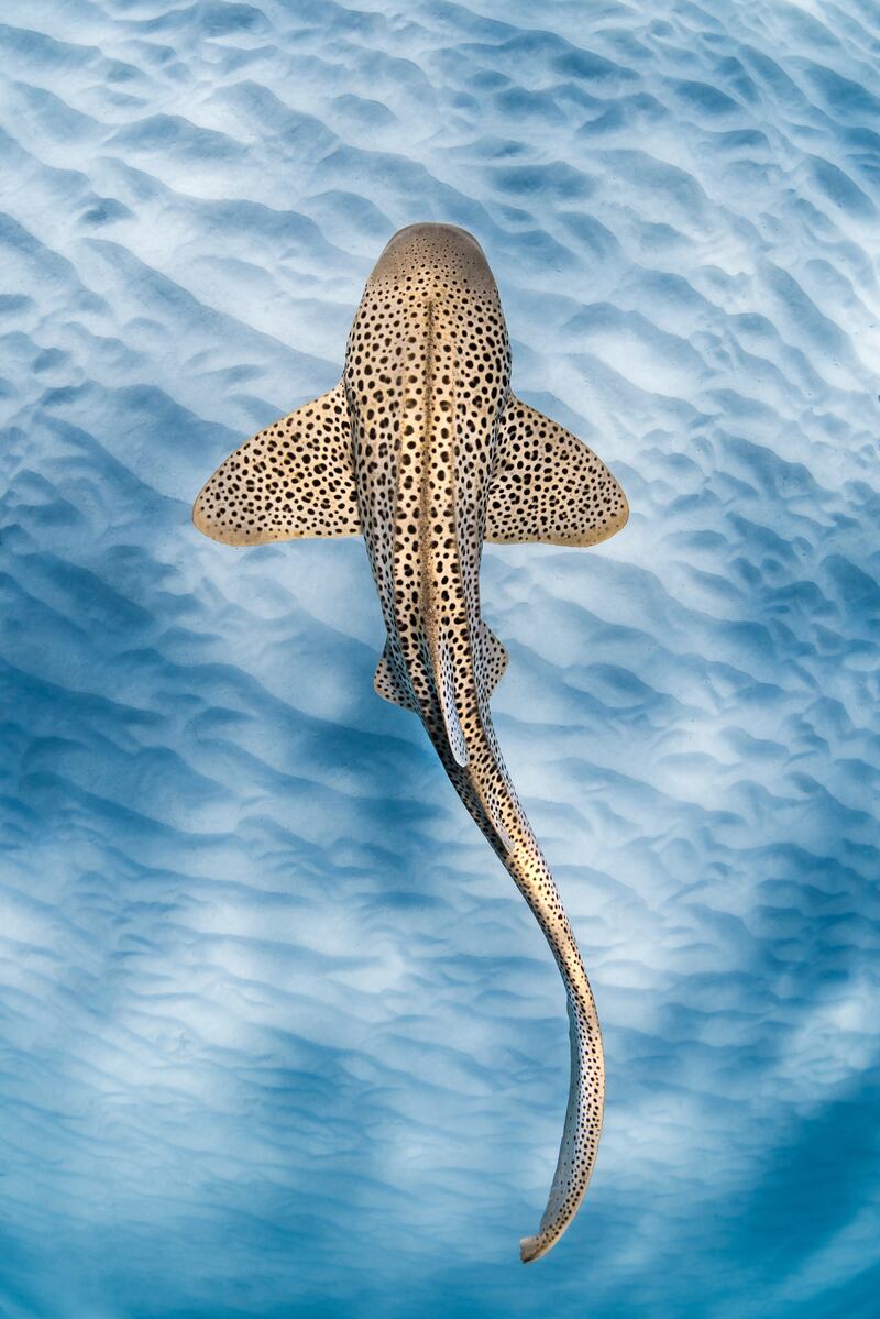 Third place, Portfolio, Jake Wilton. A leopard shark swims through the shallow lagoon of the Ningaloo Reef.