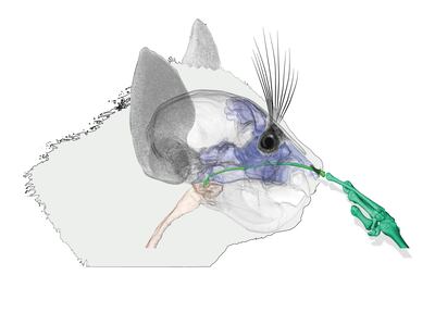 CT-scan showing how an aye-aye picks its nose. PA