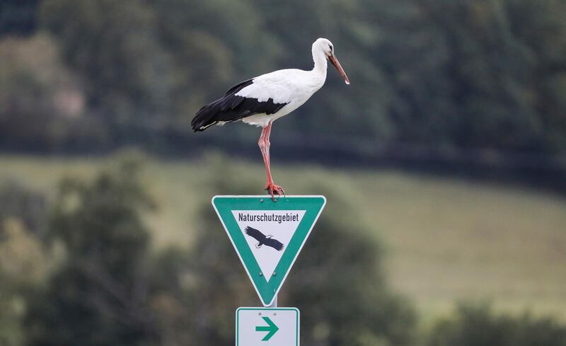 A stork stands on a traffic sign pointing to a nature reserve in Bechingen, Germany. Thomas Warnack/dpa via AP