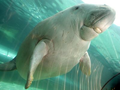 Dugong populations in East Africa and New Caledonia have now entered the IUCN Red List as critically endangered and endangered, respectively. AFP