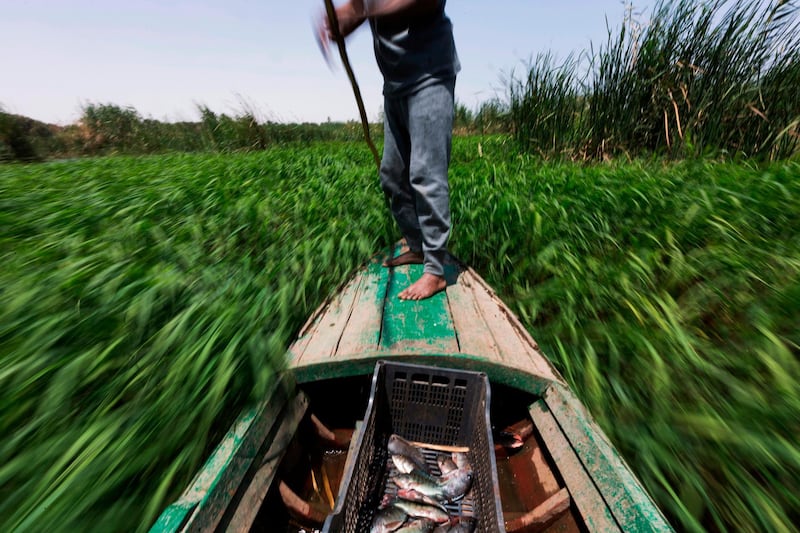 Sayed Ahmed Abdoh checks his fish traps as he punts down the Nile River, near Abu Al Nasr village, about 770km south of Cairo, in Egypt. AP Photo