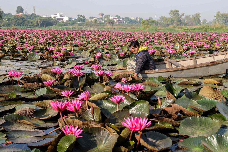 A farmer cultivates lotus flowers in a reservoir in Bhopal ahead of Diwali. AFP