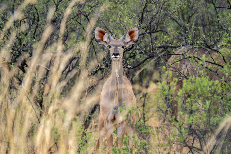 A kudu stands dazzled in the drought stricken Hwange National Park, in Zimbabwe.   AFP
