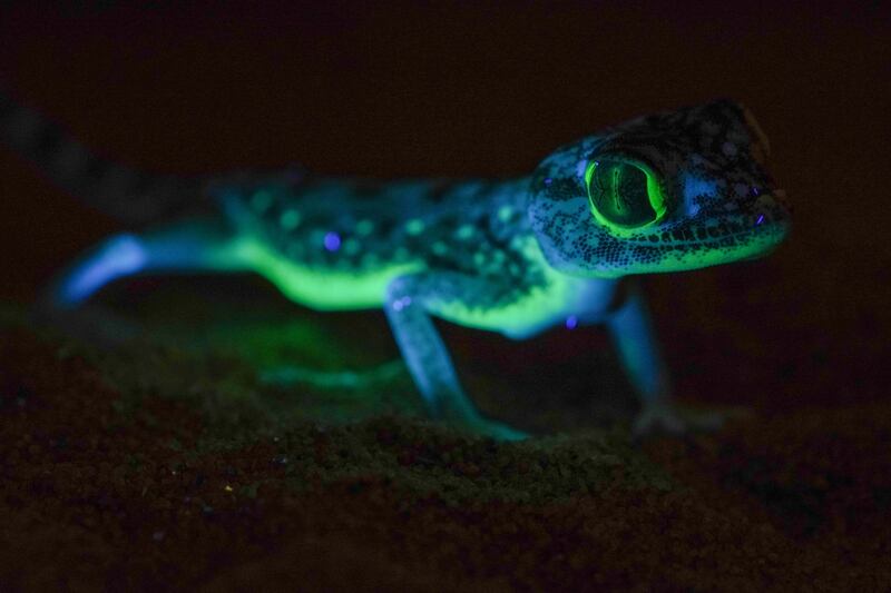Scientists have shed light on UAE desert geckos that glow in the dark. Photo: Dr Bernat Burriel-Carranza