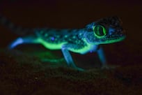 Scientists dazzled by UAE's glow in the dark geckos