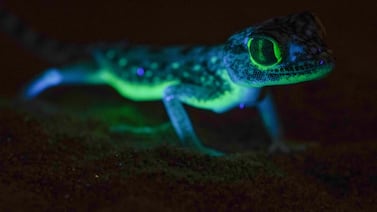 A dune sand gecko shines brightly under UV light only. Photo: Dr Bernat Burriel-Carranza
