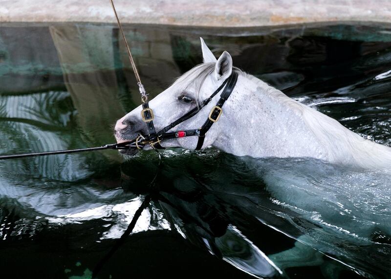 DUBAI, UNITED ARAB EMIRATES. 17 OCTOBER 2019. 
Horse owner and breeder, Khalid Khalifa Al Naboodah with the stallion Af Maquam Alezz, in Al Awir stables. The horses in Al Awir are taken for a swim twice a day. 
(Photo: Reem Mohammed/The National)

Reporter:
Section: