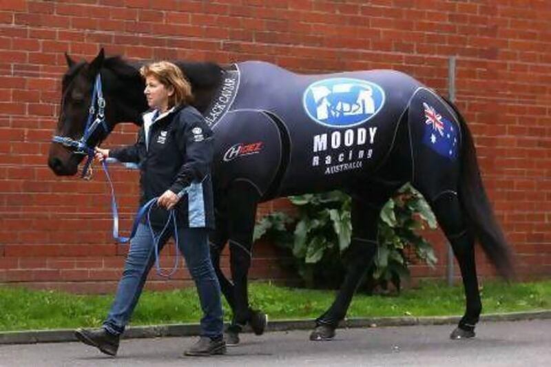 Black Caviar has been provided with a compression suit to protect the horse from changes in temperature and pressure. Quinn Rooney / Getty Images