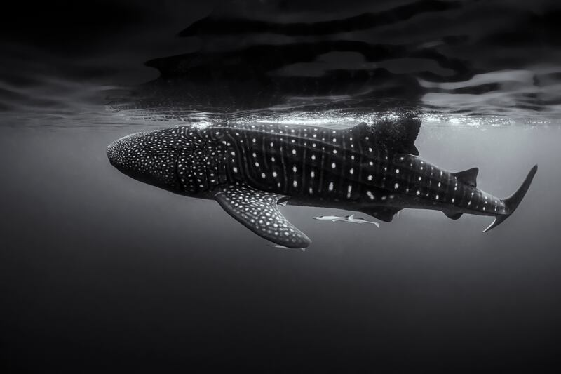 Second place, Portfolio, Martin Broen. A whale shark photographed off Isla Mujeres, Mexico.