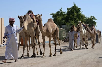 Herders use Alheda'a to train their camels to recognise between right and left, to open their mouths and to kneel. AFP