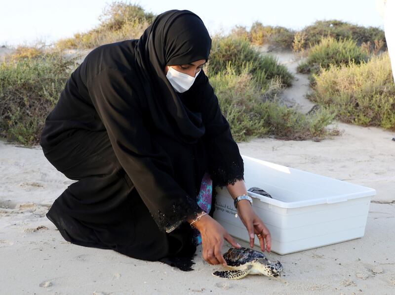 HUDAYRIYAT, ABU DHABI, UNITED ARAB EMIRATES - June 10, 2021: A member of The Environment Agency - Abu Dhabi participates in a turtle release, on Hudayriyat Island.

( Hamad Al Ameri for the Ministry of Presidential Affairs )
---