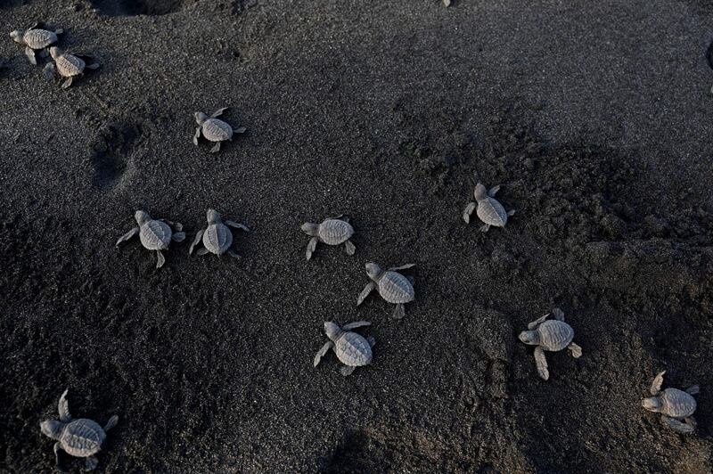 Black turtle hatchlings make their way to the sea after being released on the beach of Sipacate, about 135 kilometres south of Guatemala City. AFP