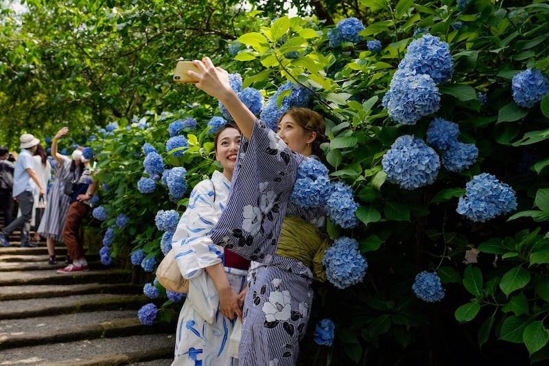 Visitors take their pictures with hydrangea flowers at Meigetsu-in Buddhist temple in Kamakura, south of Tokyo. AP Photo