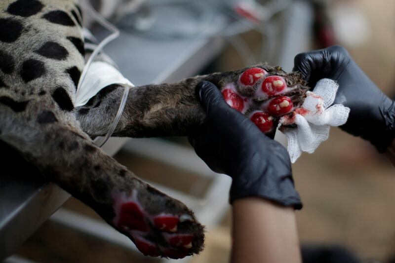 A caregiver cleans burn wounds on the paws of an adult female jaguar named Amanaci sustained after a fire in Pantanal. Reuters