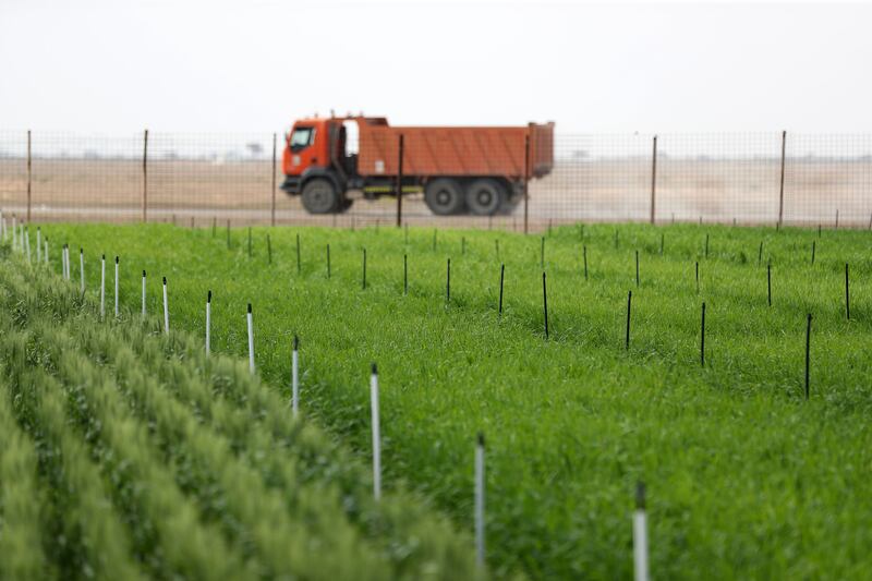 In four months, the desert land has been transformed into a green oasis, ready to yield up to 1,700 tonnes of wheat. Chris Whiteoak / The National