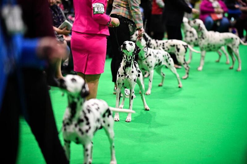 Dalmatians are shown on day one of Crufts 2020 at the National Exhibition Centre  in Birmingham, England.  Getty