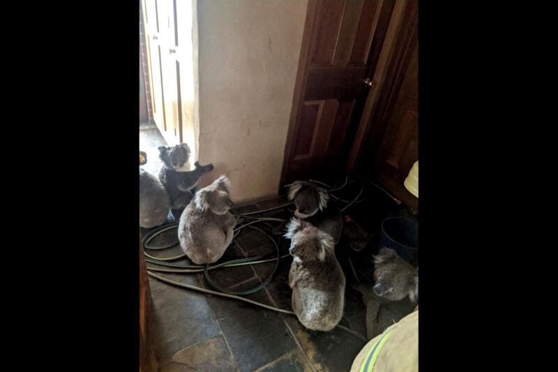 Koalas sit inside a home in Cudlee Creek, South Australia, after being rescued from fires at a garden. Local firefighters assigned to protect a property from an approaching fire in South Australia on Friday helped a homeowner move koalas into her house to keep them safe from the flames. Adam Mudge via AP