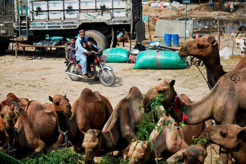 A customer arrives with his children to buy a camel in Rawalpindi. AFP
