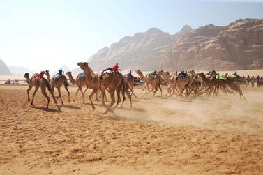 Jordanian Bedouins prepare to race camels using robotic jockeys at the Sheikh Zayed track in the town of al-Disi in the desert of Wadi Rum valley, on November 9, 2019. (The National)