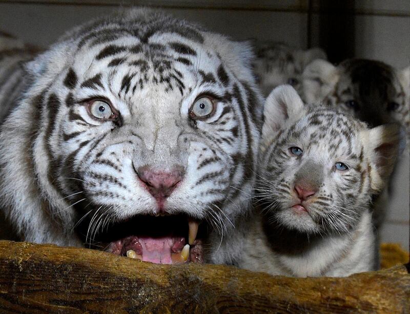 Three white tigers cub born on January 05, 2020 stand beside their mother Orissa at the zoological park of Amneville, northeastern France.  AFP
