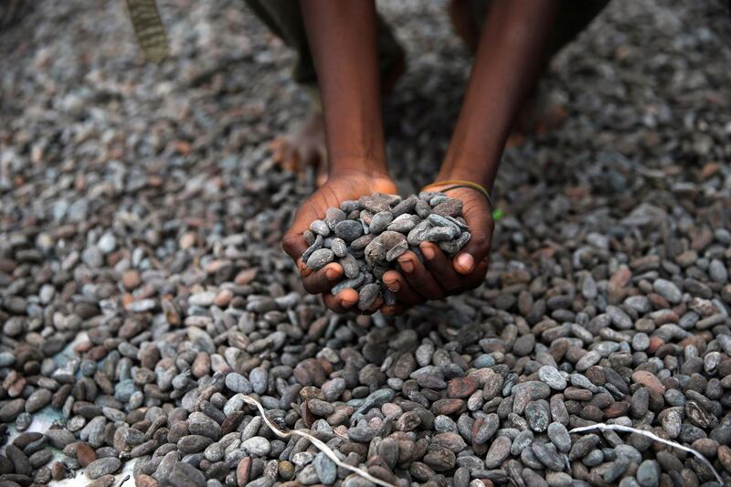 FILE PHOTO: A farmer picks up cocoa beans while spreading them to dry on an open ground in Iragbiji village, southwest Nigeria August 25, 2014. REUTERS/Akintunde Akinleye/File Photo