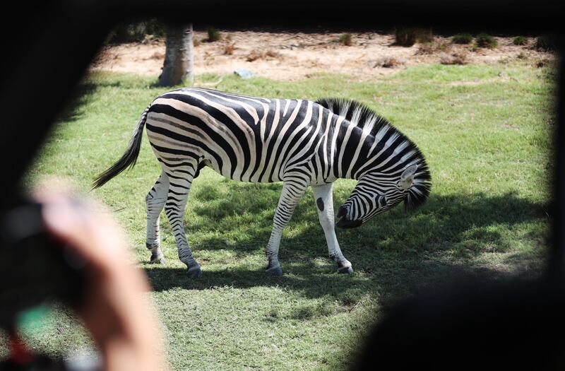 A visitor takes photo of a Zebra at Dubai Safari Park. The home for about 3,000 animals, Dubai Safari Park reopened recently with strict measures to minimise the spreading of Covid-19.  EPA