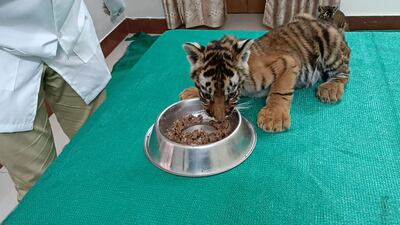 The forest department is struggling to locate the tigress to reunite her with her cubs. Photo: Forest Department