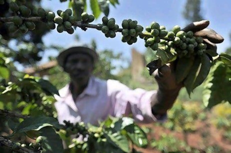 Arabica coffee futures for March remained under pressure after hitting US$1.4945. AFP PHOTO / TONY KARUMBA