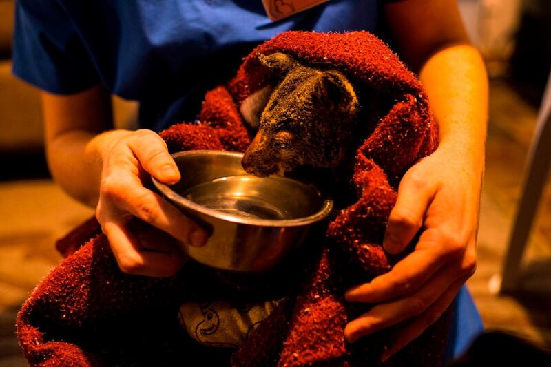 Veterinarian Caitlin McFadden tends to a brushtail possum that was badly burnt by bushfires that hit on January 4, in Milton in Australia's New South Wales state. AFP