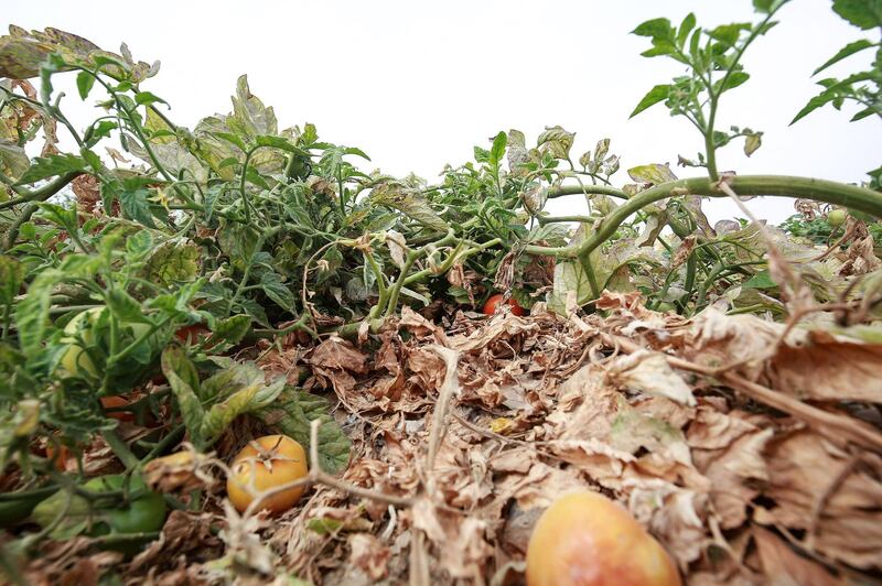 Jordan's rainy season, which usually runs from October to the end of April, was exceptionally poor. AFP