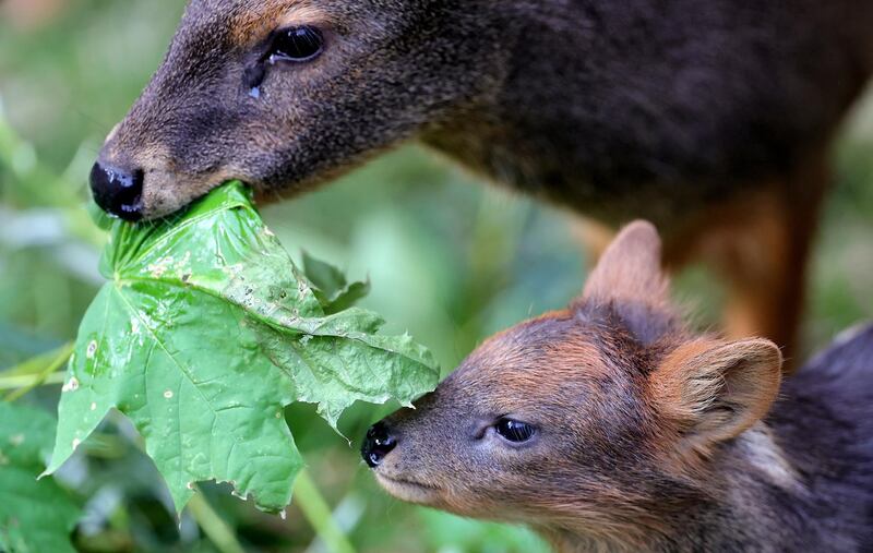 A newborn Southern Pudu baby with his mother in the enclosure at the Zoo in Cologne. EPA
