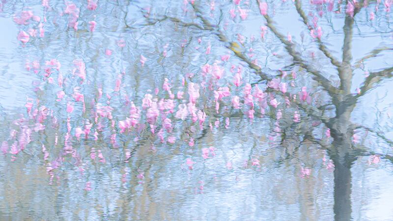 Winner of the Plants category: Reflexion by Ria Bloemendaal. A magnolia tree reflected in the water of Trompenburg Botanical Garden in the Netherlands. Photo: Ria Bloemendaal / cupoty.com