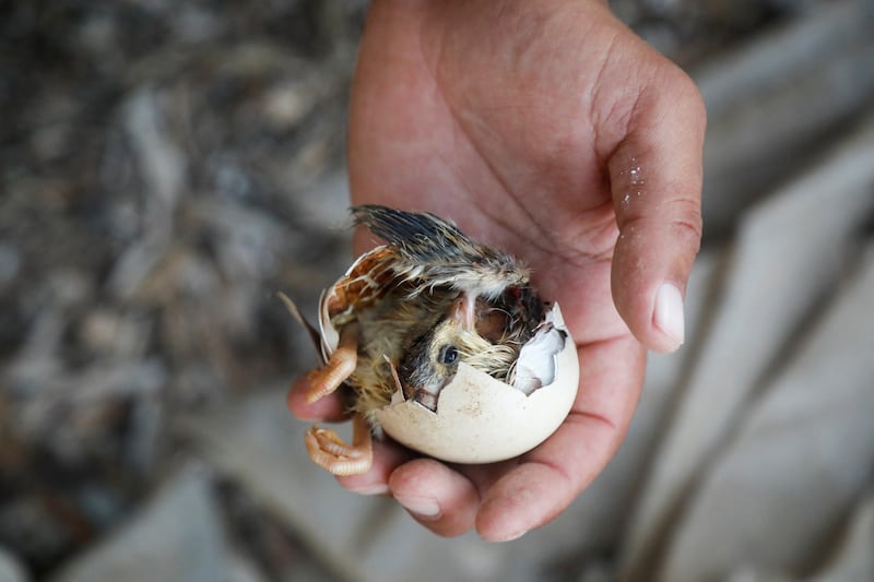 A peacock chick hatches from an egg before being released from the farm of Palestinian man Ghazi Fari, in Araba in the Israeli-occupied West Bank. All photos: Reuters